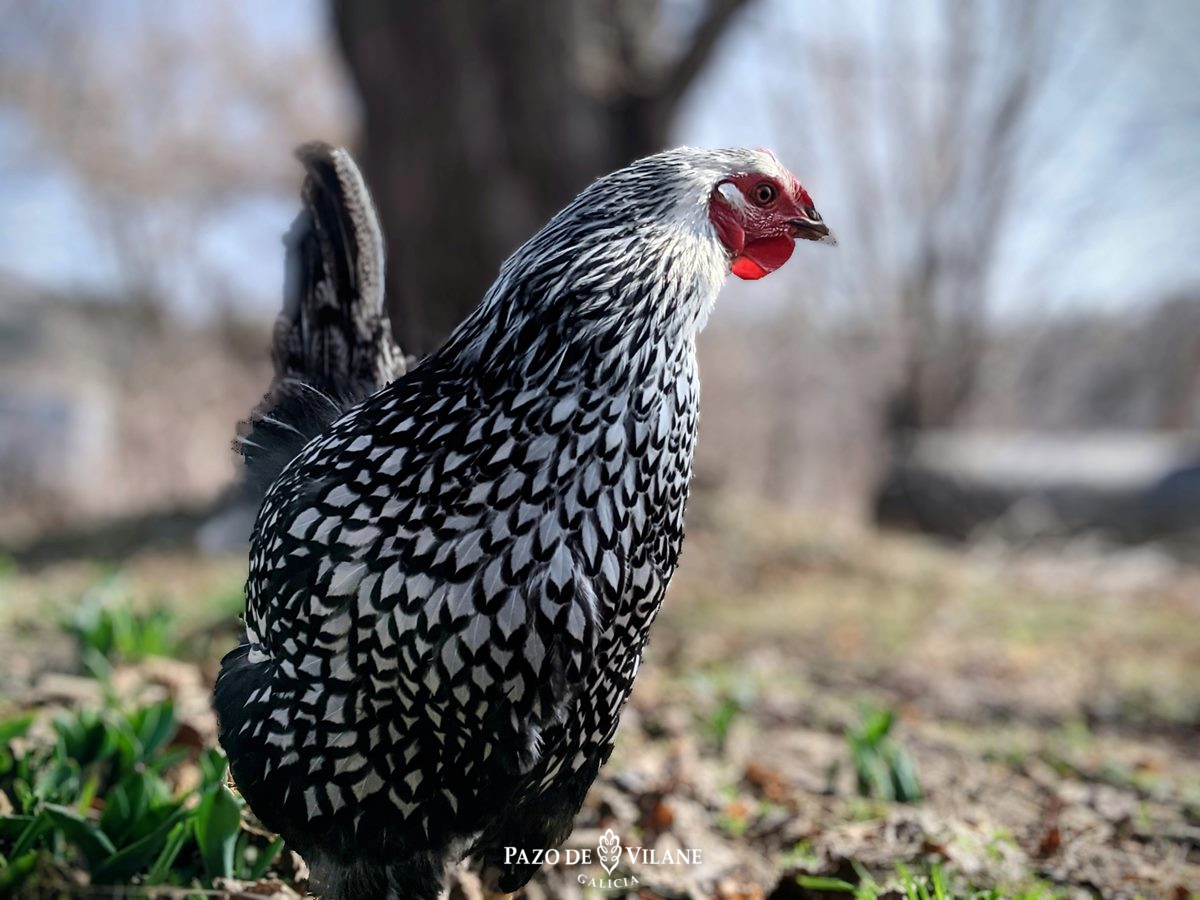 Descubriendo a las gallinas: gallina Wyandotte o American Sebright