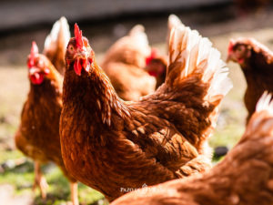 18 curiosidades das galiñas que non coñecías