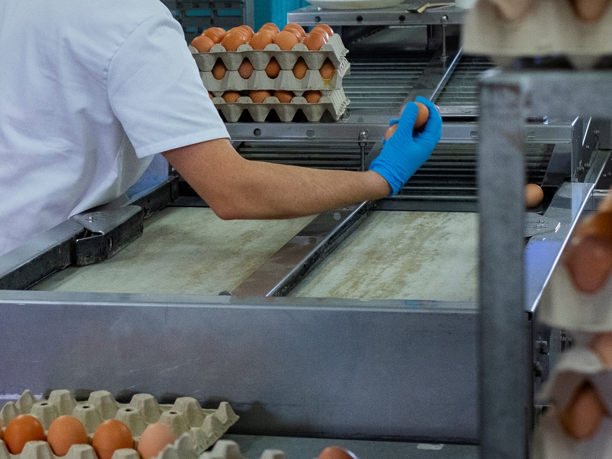 Operario de granja avícola con huevo en la mano