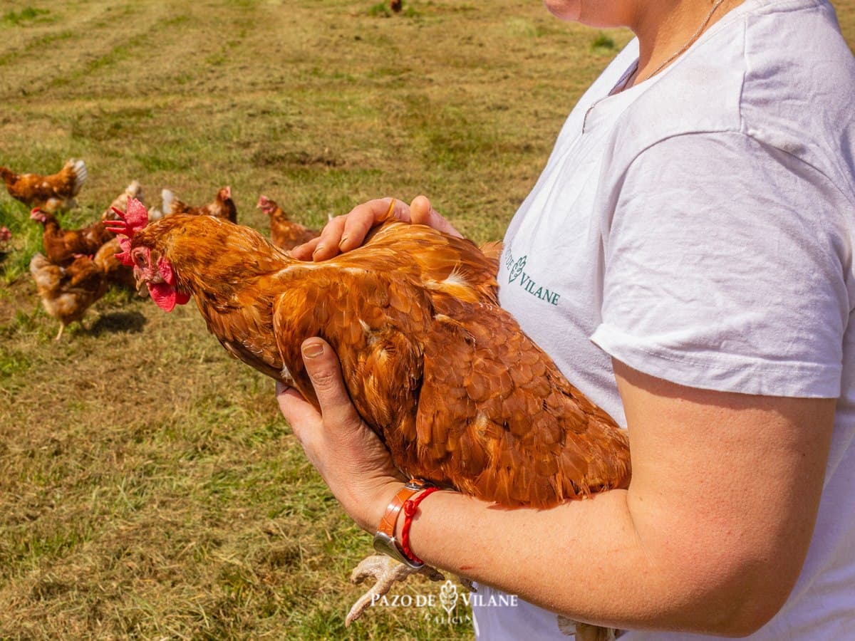 Animales de Granja: conoce y distingue los tipos de granjas que fomentan el bienestar animal