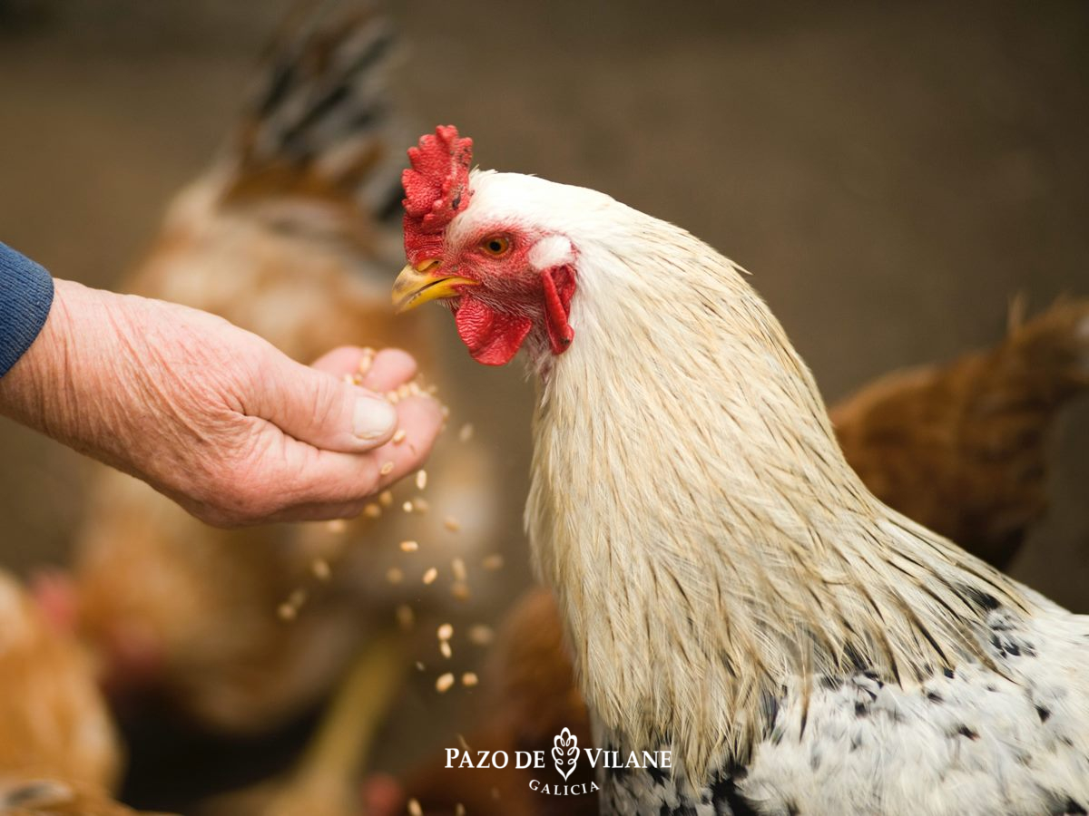 Día Mundial da Alimentación: Poden as galiñas axudar a paliar a fame?