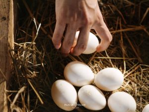 Huevos blancos: ¿por qué es tan difícil encontrarlos?