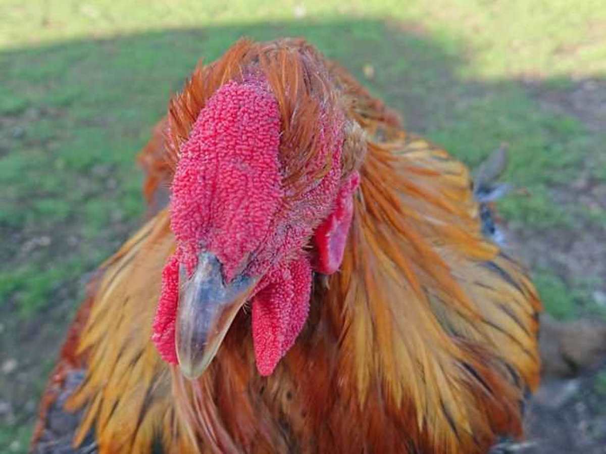 Cresta de Gallina Piñeira