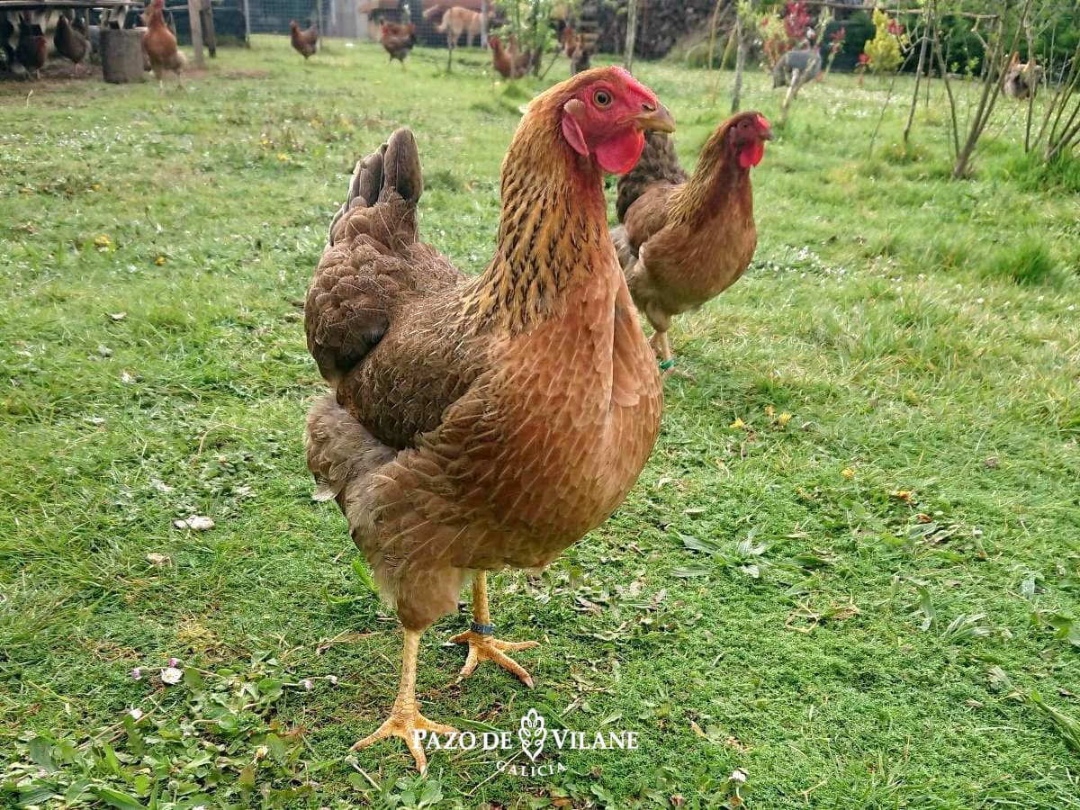 Cómo se reproducen las gallinas: fecundación e incubación