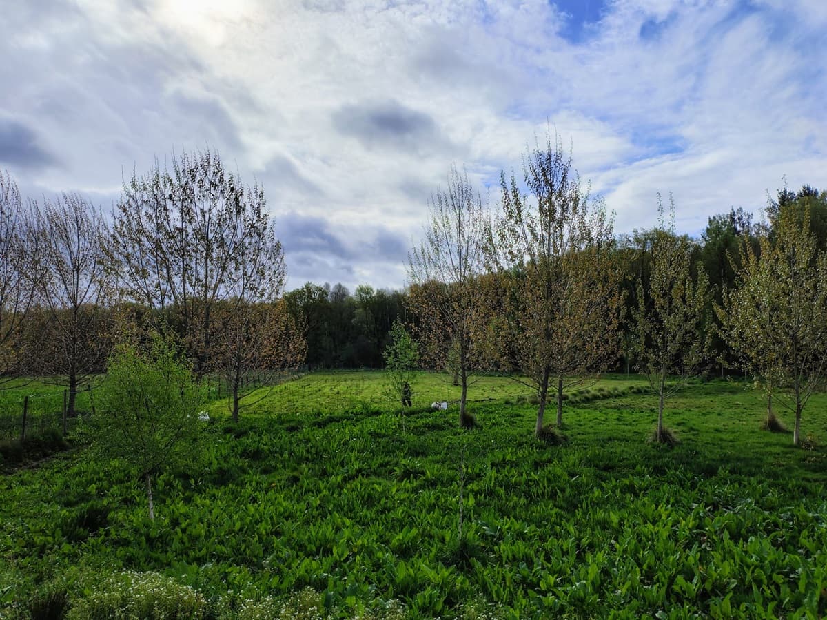 El Bosque Pazo de Vilane: todas nuestras plantaciones de árboles