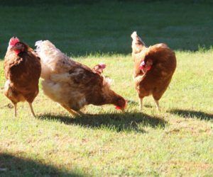 Pazo de Vilane, la marca de las gallinas en libertad